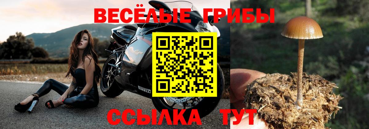 Кингисепп  Псилоцибиновые грибы Psilocybe  Псилоцибиновые грибы мухоморы  Вход с VPN 